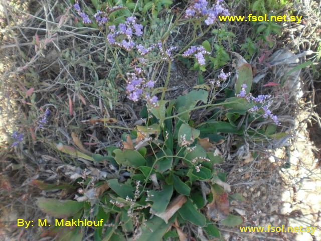 Limonium angustifolium (Tausch.) Degen.